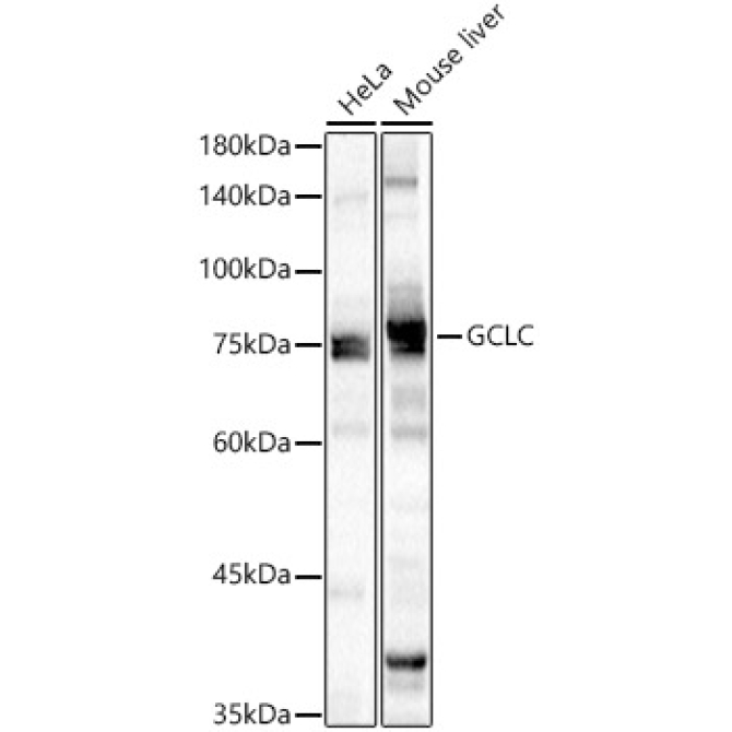 GCLC Rabbit Polyclonal Antibody