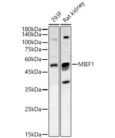 MIEF1 Rabbit Polyclonal Antibody