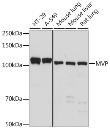 MVP Rabbit Monoclonal Antibody
