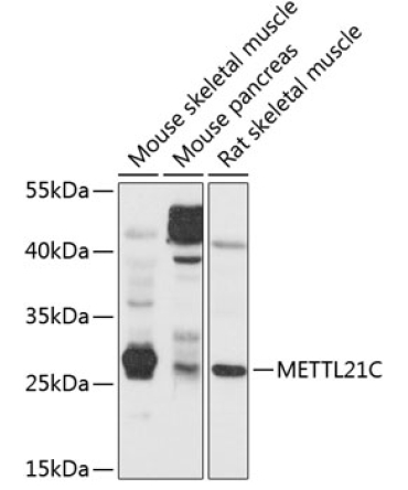 METTL21C Rabbit Polyclonal Antibody