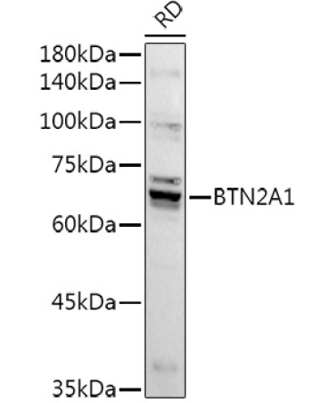 BTN2A1 Rabbit Polyclonal Antibody