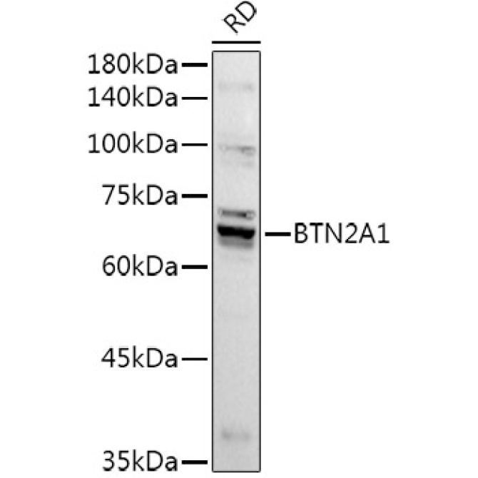 BTN2A1 Rabbit Polyclonal Antibody