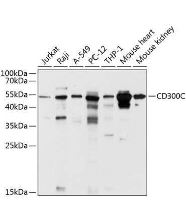 CD300C Rabbit Polyclonal Antibody