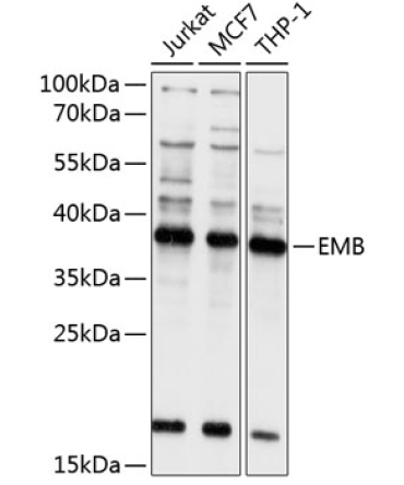 EMB Rabbit Polyclonal Antibody