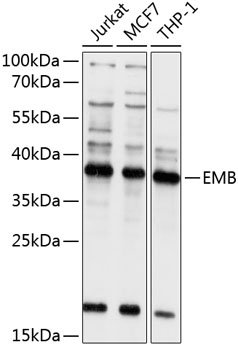 EMB Rabbit Polyclonal Antibody