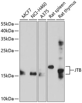 JTB Rabbit Polyclonal Antibody