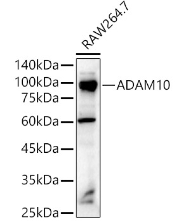 ADAM10 Rabbit Polyclonal Antibody