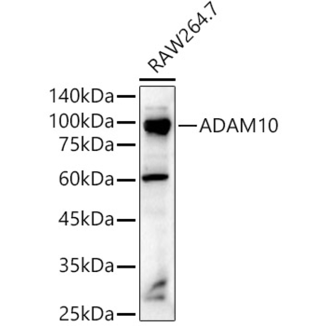 ADAM10 Rabbit Polyclonal Antibody