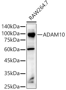 ADAM10 Rabbit Polyclonal Antibody