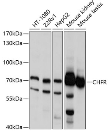 CHFR Rabbit Polyclonal Antibody