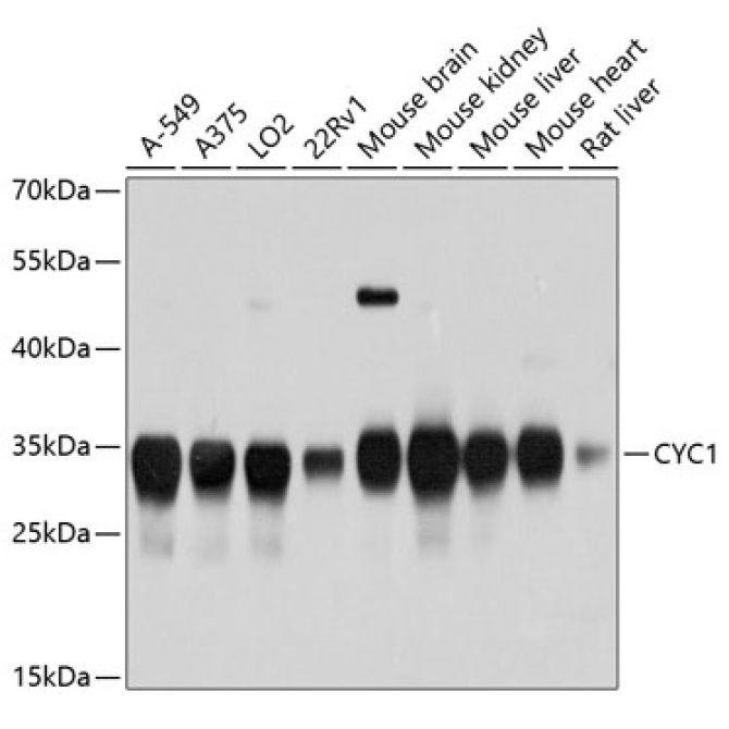 CYC1 Rabbit Polyclonal Antibody