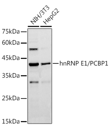 hnRNP E1/PCBP1 Rabbit Polyclonal Antibody