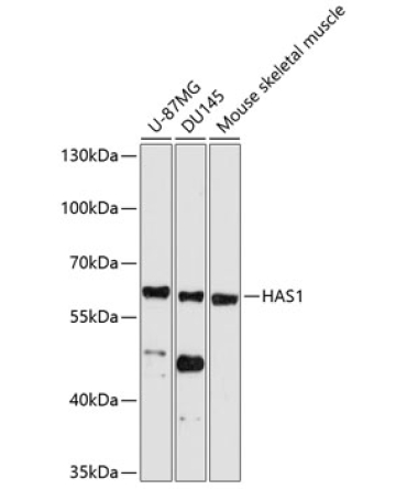 HAS1 Rabbit Polyclonal Antibody