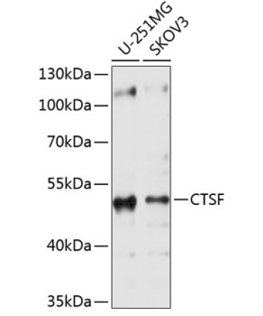 CTSF Rabbit Polyclonal Antibody