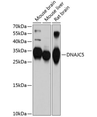 DNAJC5 Rabbit Polyclonal Antibody