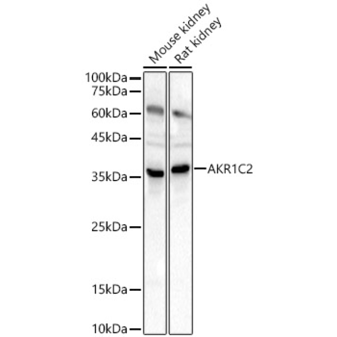 AKR1C2 Rabbit Polyclonal Antibody
