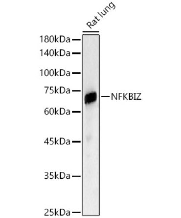 NFKBIZ Rabbit Polyclonal Antibody