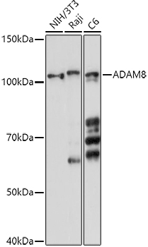 ADAM8 Rabbit Polyclonal Antibody