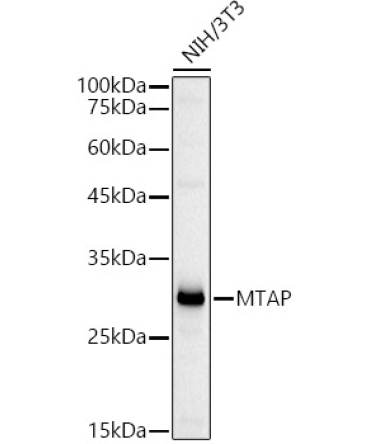 MTAP Rabbit Polyclonal Antibody