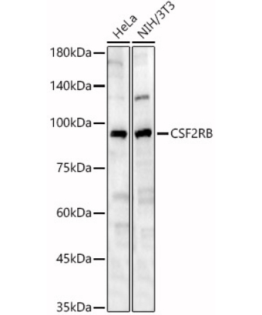 CSF2RB Rabbit Polyclonal Antibody