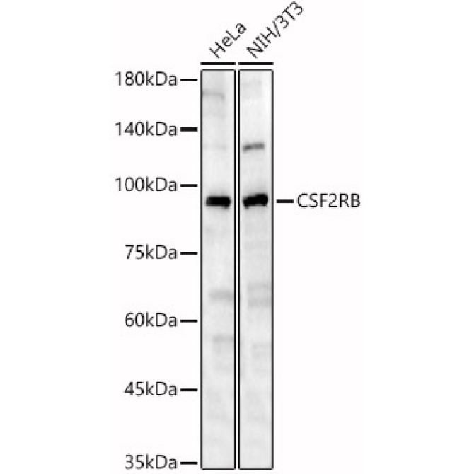 CSF2RB Rabbit Polyclonal Antibody