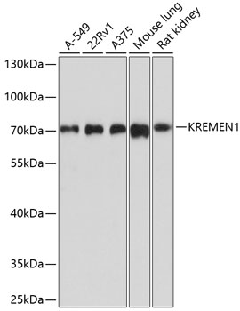 KREMEN1 Rabbit Polyclonal Antibody