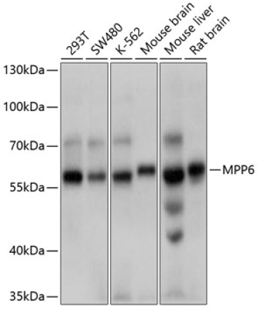 MPP6 Rabbit Polyclonal Antibody