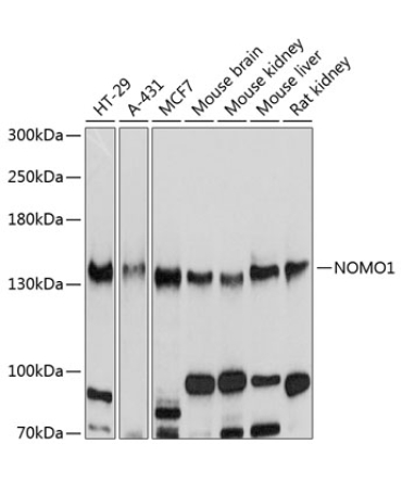 NOMO1 Rabbit Polyclonal Antibody