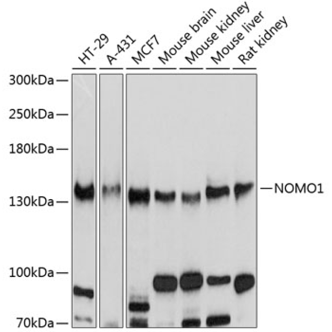 NOMO1 Rabbit Polyclonal Antibody