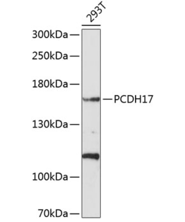 PCDH17 Rabbit Polyclonal Antibody