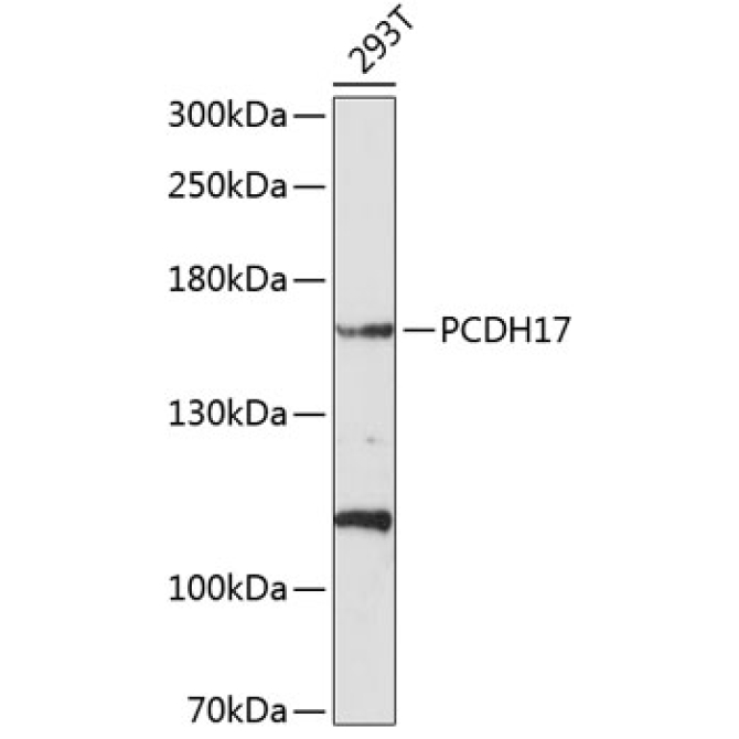 PCDH17 Rabbit Polyclonal Antibody