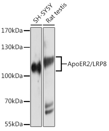 ApoER2/LRP8 Rabbit Polyclonal Antibody