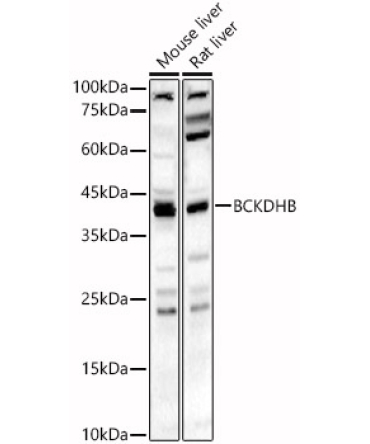 BCKDHB Rabbit Polyclonal Antibody