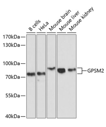 GPSM2 Rabbit Polyclonal Antibody
