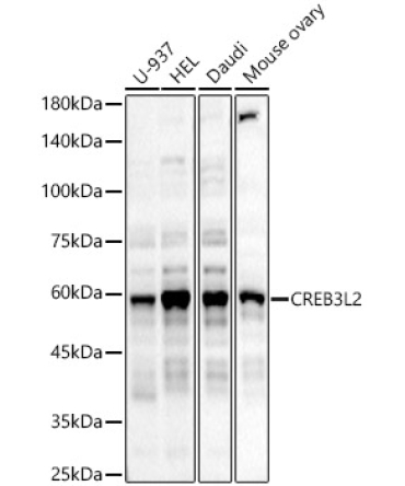 CREB3L2 Rabbit Polyclonal Antibody