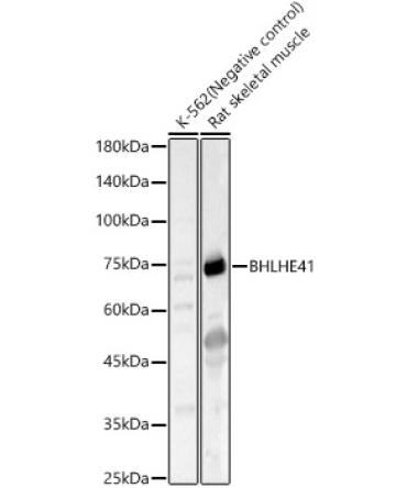 BHLHE41 Rabbit Polyclonal Antibody