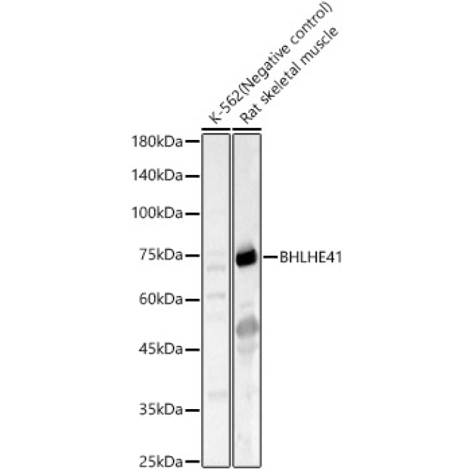 BHLHE41 Rabbit Polyclonal Antibody