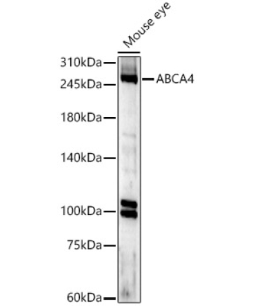 ABCA4 Rabbit Polyclonal Antibody