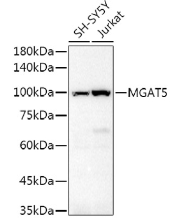 GNT-V/MGAT5 Rabbit Polyclonal Antibody