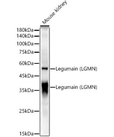 Legumain (LGMN) Rabbit Polyclonal Antibody