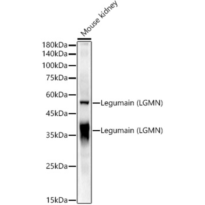 Legumain (LGMN) Rabbit Polyclonal Antibody
