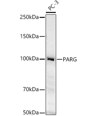 PARG Rabbit Polyclonal Antibody
