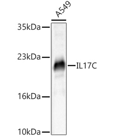 IL17C Rabbit Polyclonal Antibody