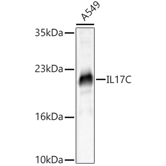 IL17C Rabbit Polyclonal Antibody