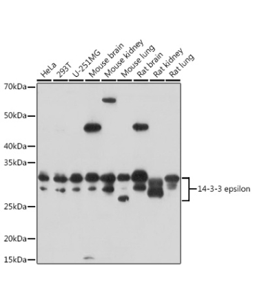 14-3-3 epsilon Rabbit Polyclonal Antibody