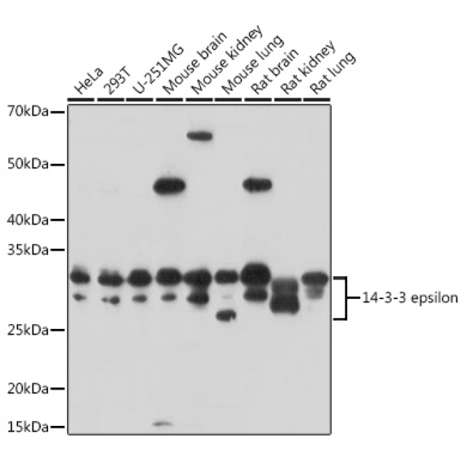 14-3-3 epsilon Rabbit Polyclonal Antibody