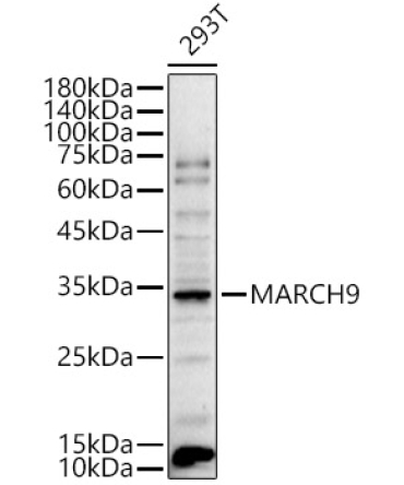 MARCH9 Rabbit Polyclonal Antibody