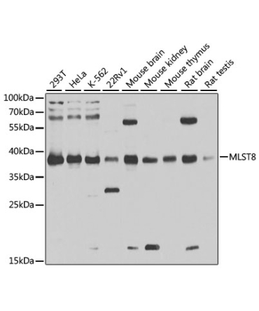 MLST8 Rabbit Polyclonal Antibody [KD Validated]