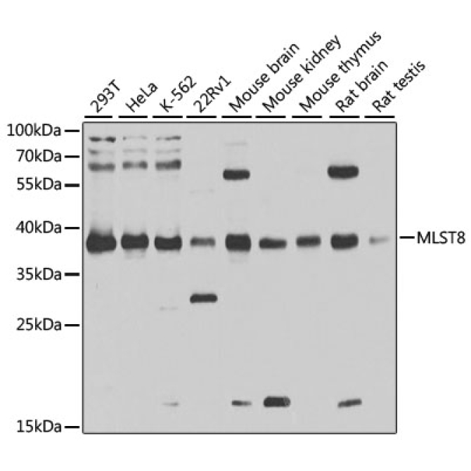 MLST8 Rabbit Polyclonal Antibody [KD Validated]