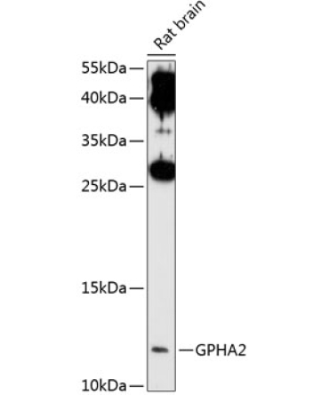 GPHA2 Rabbit Polyclonal Antibody